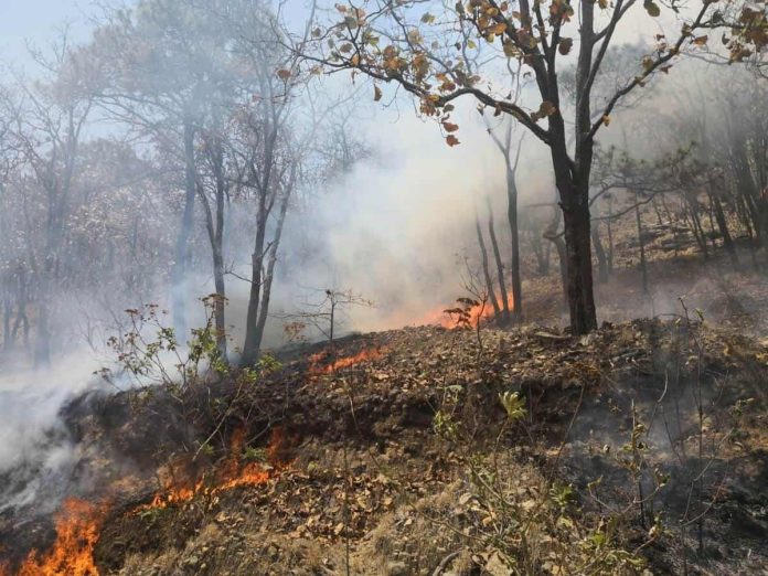 613 incendios en Michoacán, han consumido casi 13 mil hectáreas