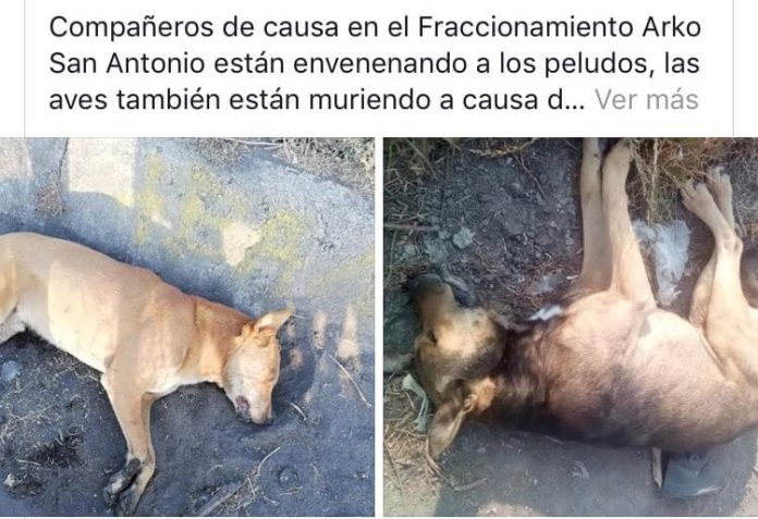 A través de redes sociales, usuarios denuncian que están envenenando perros en el fraccionamiento Arko San Antonio, Morelia.