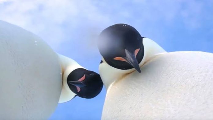 Dos pingüinos posan para una 