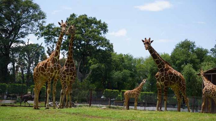 La calidad de vida de los animales no es la de una fachada de 13 mdp: Zoológico de Morelia
