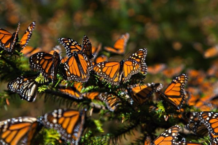Mariposa monarca