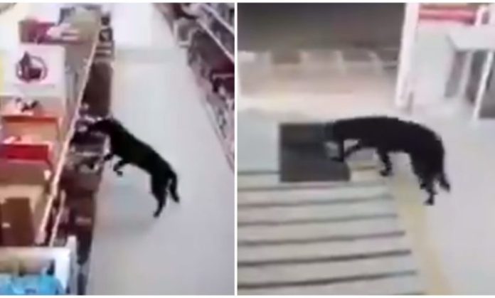 VIDEO: Perrito sanitiza sus patitas luego de robar comida en una tienda