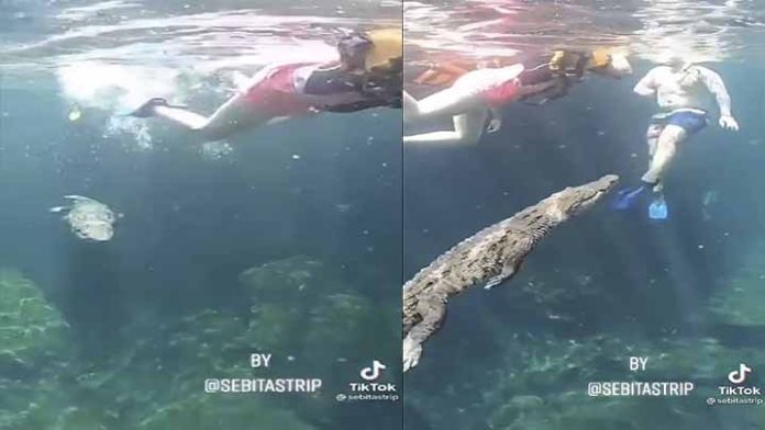 Cocodrilo nada en Cenote de Tulum junto a turistas