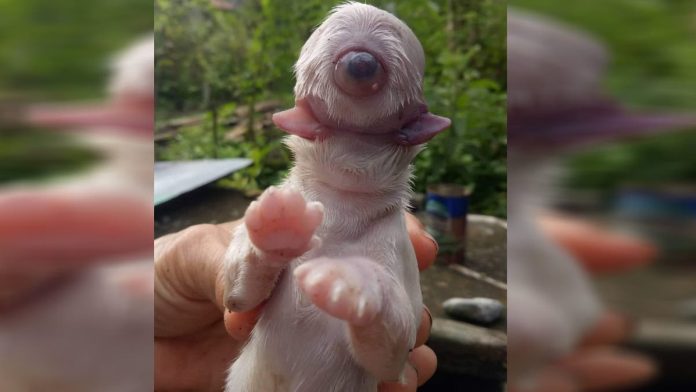 1613744427-perrito-nota