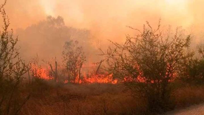 Reportan 18 incendios forestales en 10 estados del país