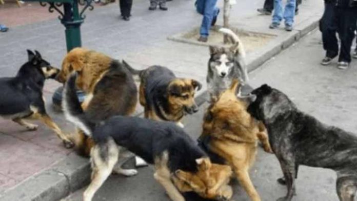 Hombre es atacado por jauría de perros y queda herido