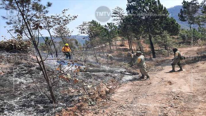 Erradicado incendio forestal en Ciudad Hidalgo