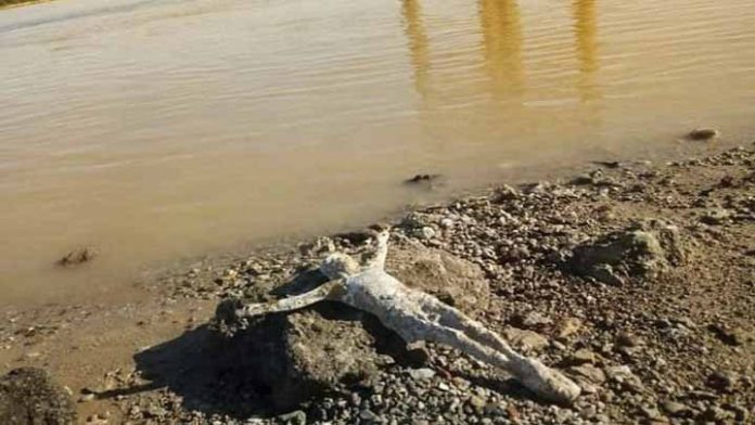 Aparece la imagen de un Cristo a la orilla del río Paraná, en Argentina