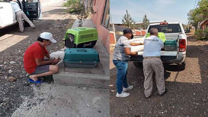 FGE rescata tres perritos maltratados en Morelia
