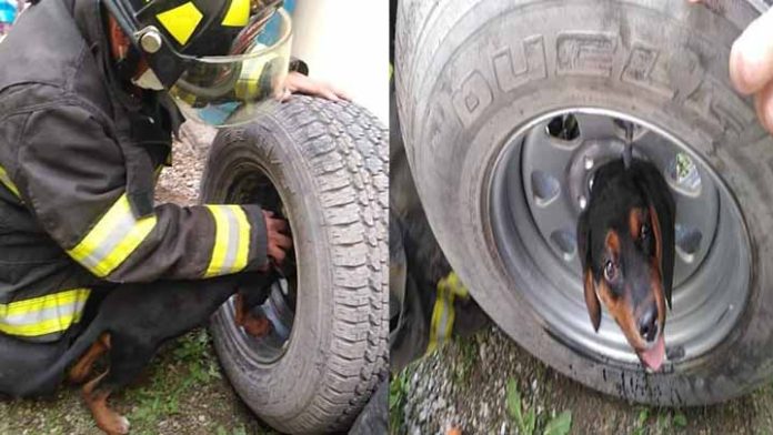 Bomberos rescatan a un perrito que tenía la cabeza atorada en un rin