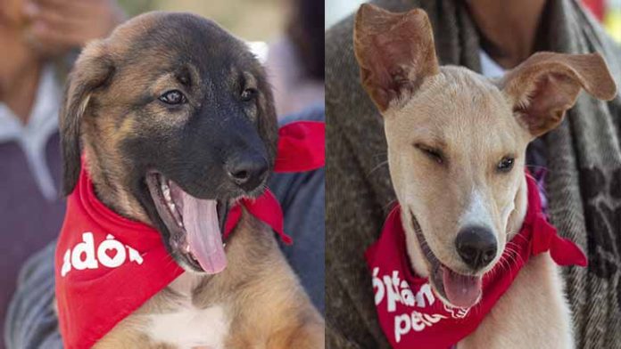Realizan Feria de Adopción en el Día Mundial del Perro Callejero