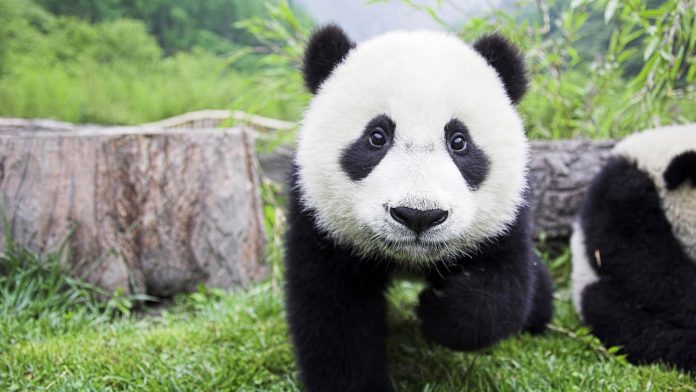 Panda