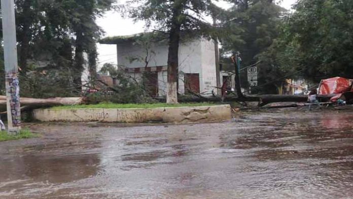 Tras las lluvias varios árboles cayeron en diferentes puntos de Pátzcuaro