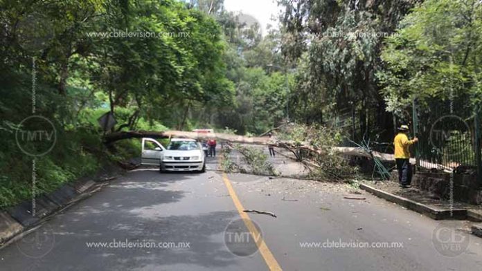 Árbol le cae encima a un auto a unos pasos de Camelinas