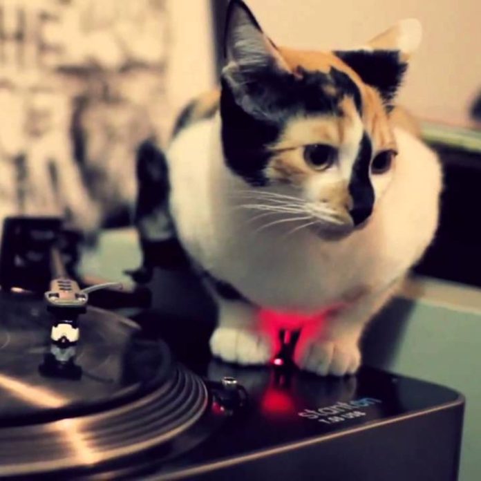 gato