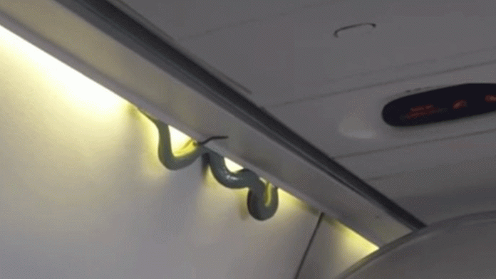 Serpiente. aeropuerto