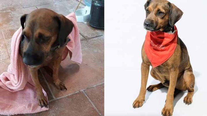Perrito que iba a ser adoptado lo dejan vestido y alborotado