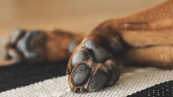 Mueren 30 perritos en incendio de una vivienda