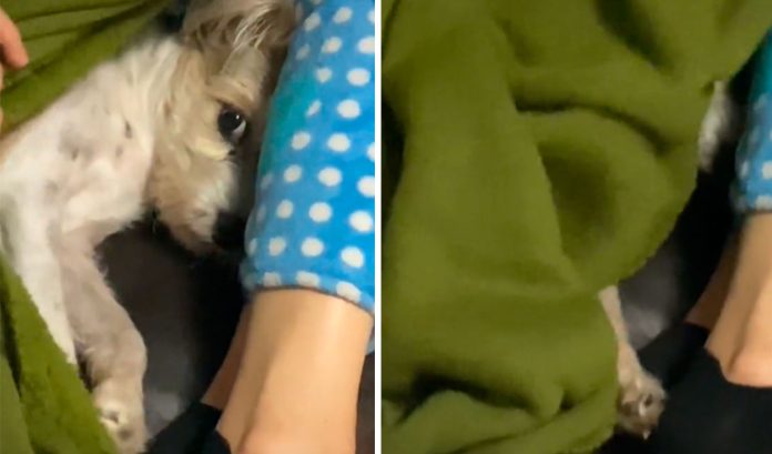 perrito