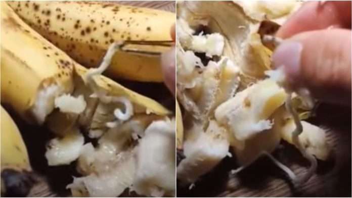 platanos-de-somalia-en-mexico-con-gusanos-video-es-falso