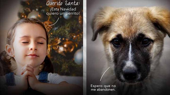 Ayuntamiento pide no regalar mascotas en estas fiestas, el 90% terminan en las calles
