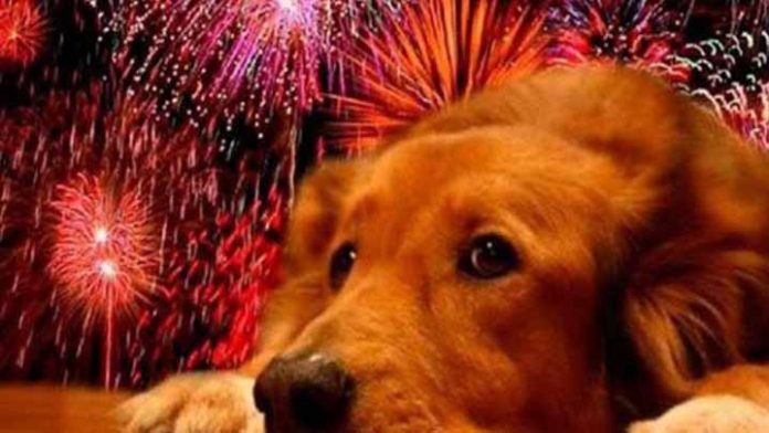 ¿Tu perro podría morir a causa de la pirotecnia? aquí te decimos
