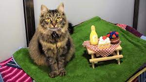 descarga (18)