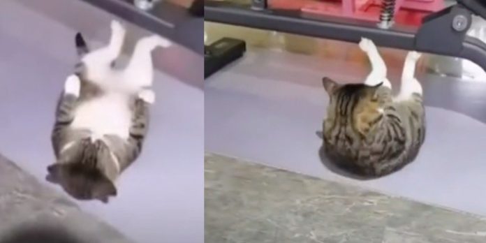 gatito_ejercicio_tiktok