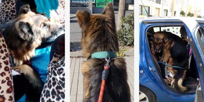 VIDEO: Perro se reencuentra con su familia; lo buscaron por seis años