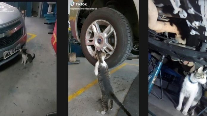 gatito11