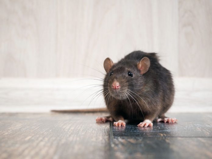 ratas-2