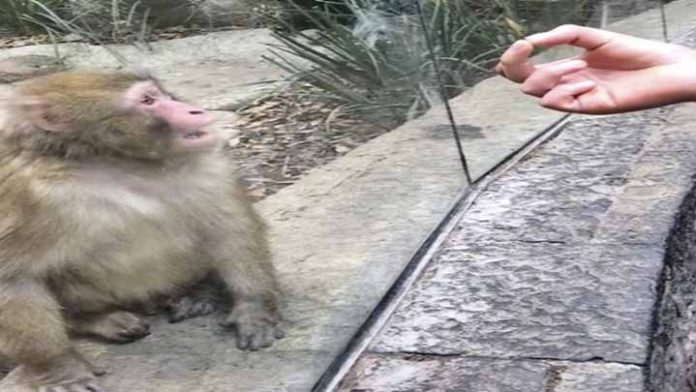 Con truco de magia, mono queda sorprendido