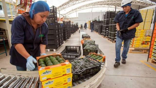 Empaque-aguacates-e1644850946117-640x360