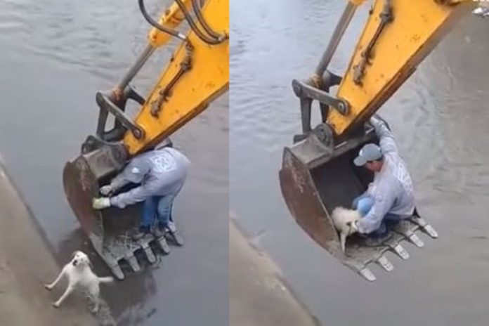 rescate de perrito