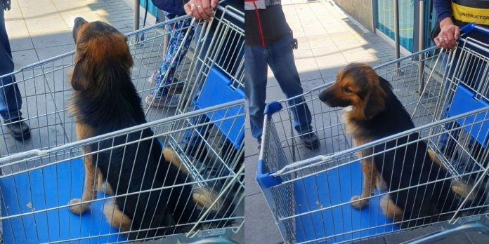 perrito abandonado