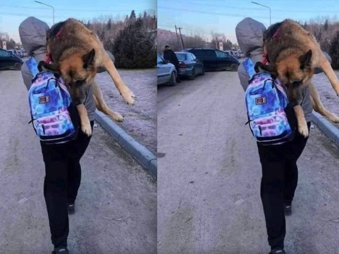 perrito-ucrania