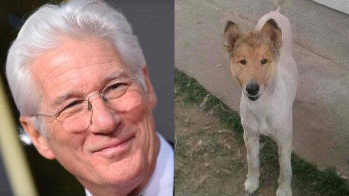 richard-gere-perro