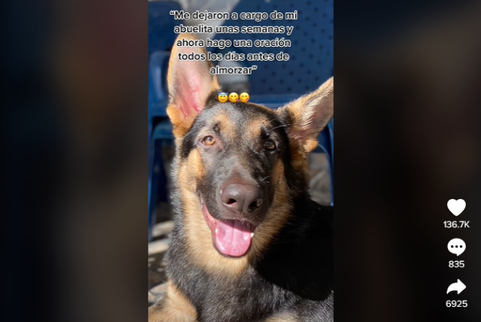 14 Perrito reza con su abuelita