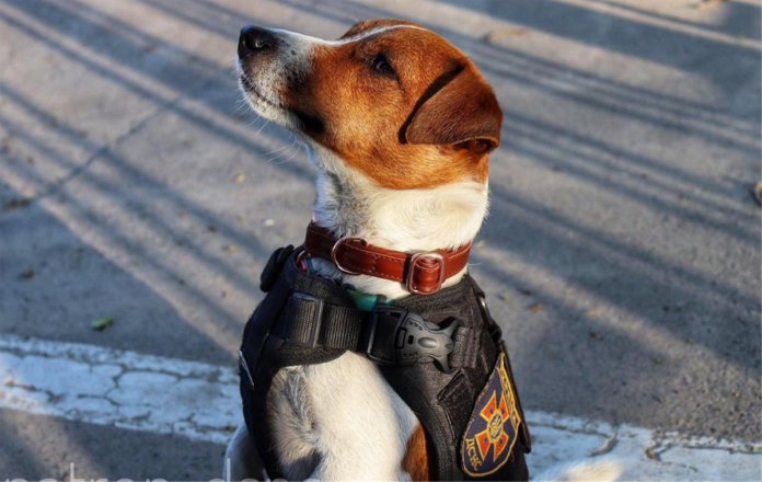 Patron es un perrito que recibió una medalla honorífica por haber localizado bombas