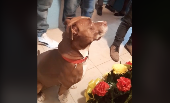 El video de un perrito