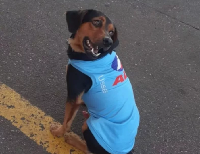 Gasolinera adopta a un perrito
