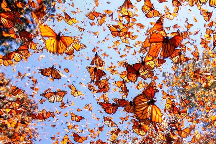 México recibió un 35% más de mariposas monarca este año