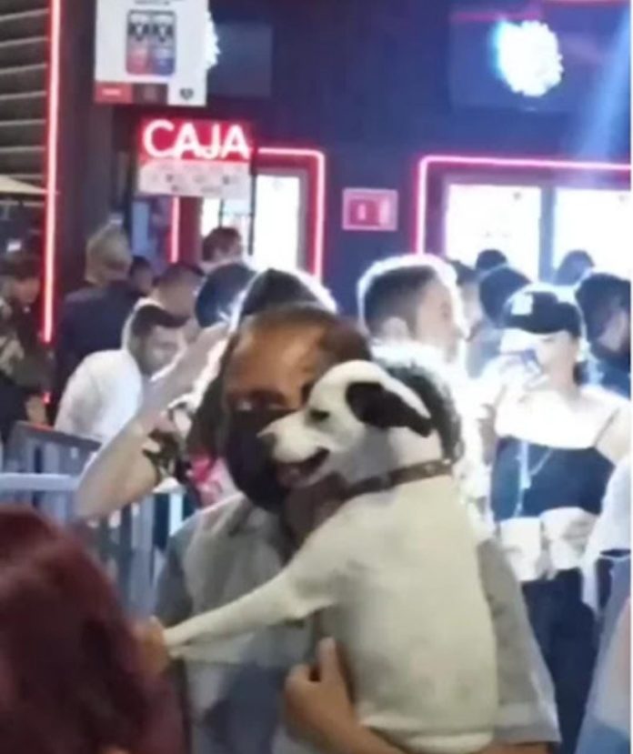 perrito viral