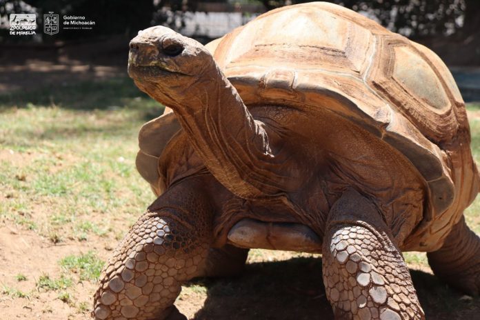 tortuga