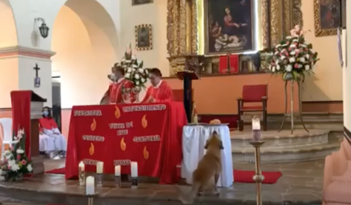 Perrito se roba el pan de una iglesia