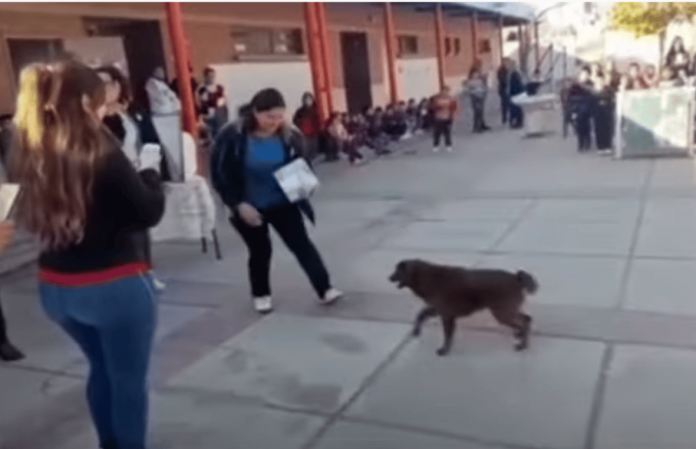 Perrito recibe diploma por cuidar a niños de una primaria