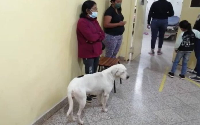 perrita Kenia