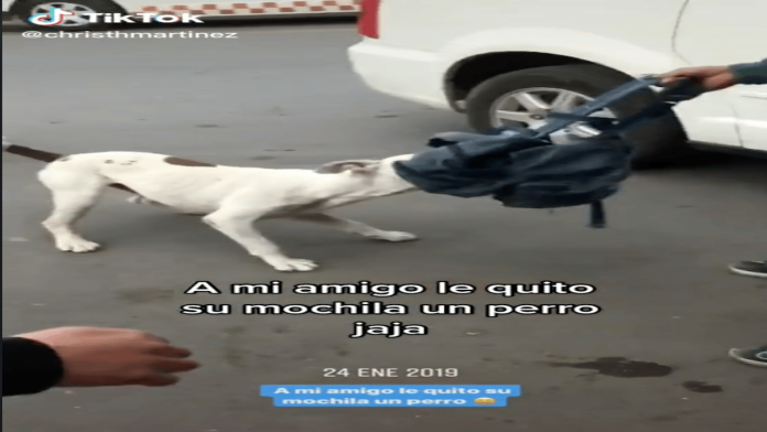 perro tiktok