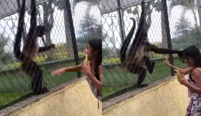 Niña golpea jaula en el zoológico y un mono la ataca