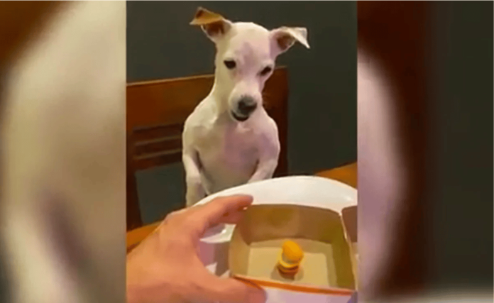 Perrito enfurece al ver el tamaño de su comida